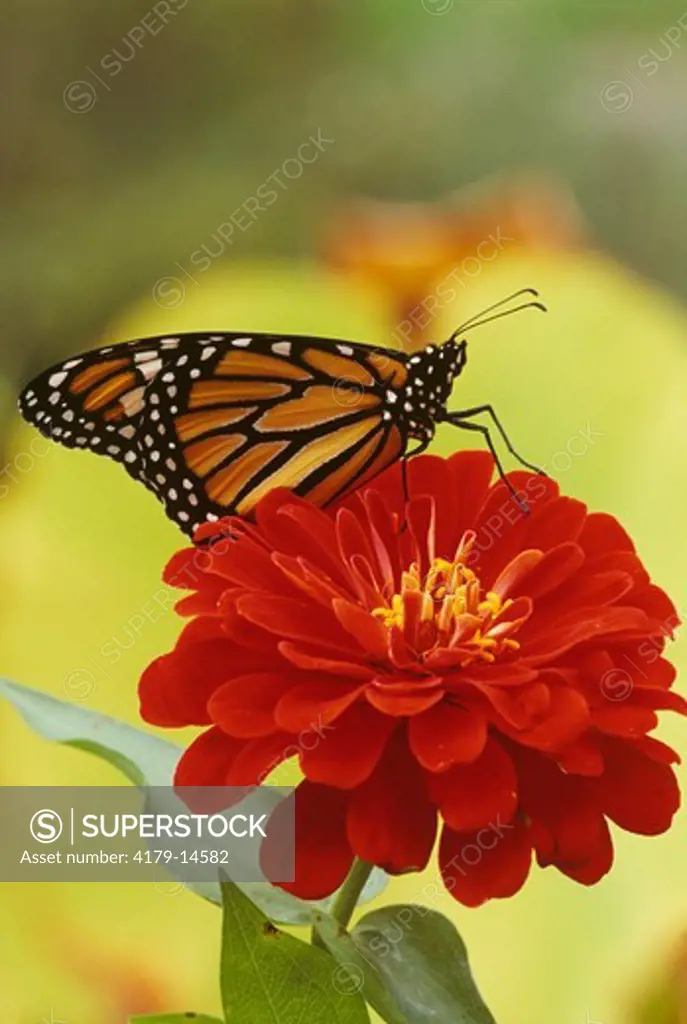 Monarch, female on Zinnia (Danaus plexippus), NJ