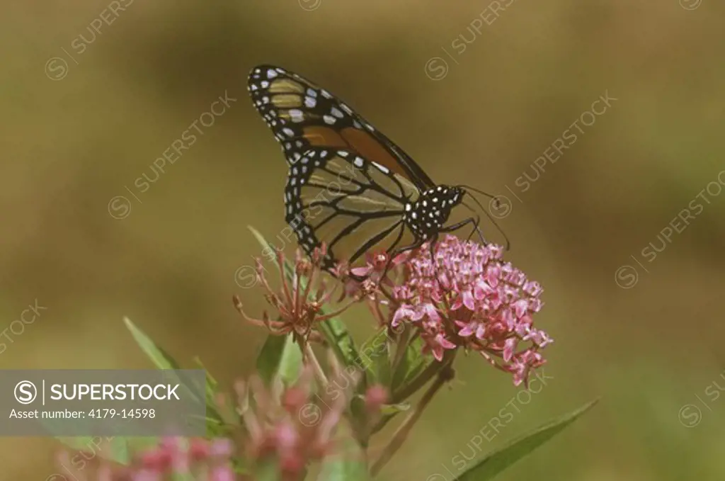 Monarch Butterfly (Danaus plexippus) on Swamp Milkweed