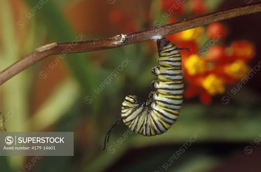 Monarch (Danaus plexippus) larva (caterpillar) in prepupal J before pupating-forming chrysalis (pupa) Marion Co., IL