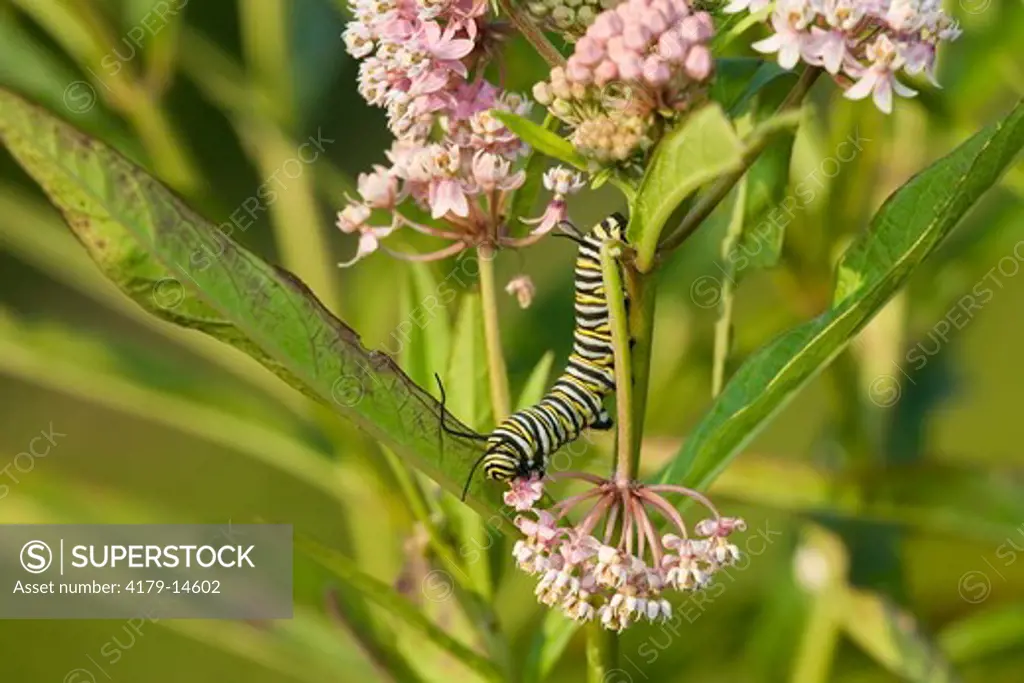 03536-046.14 Monarch (Danaus plexippus) Caterpillar on Swamp Milkweed (Asclepias incarnata) Marion Co. IL