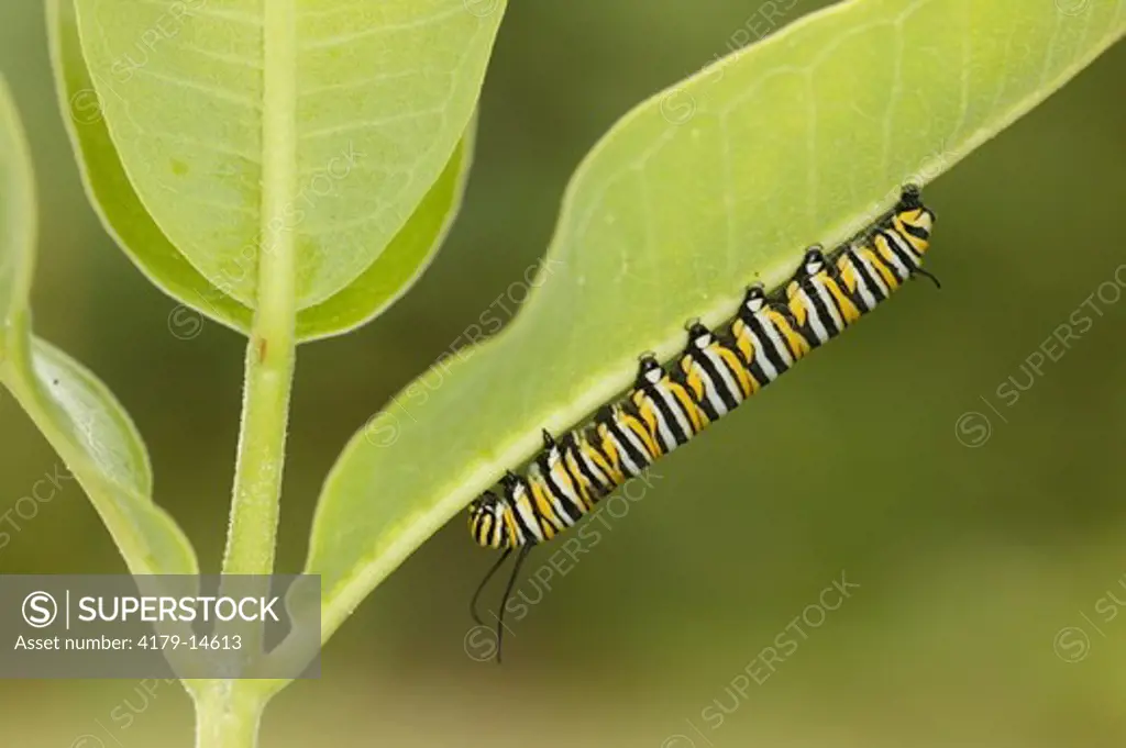 Monarch Caterpillar (Danaus plexippus); summer; Wisconsin; prairie; Striped caterpillar crawling on underside of half eaten common milkweed (Asclepias syriaca) leaf.