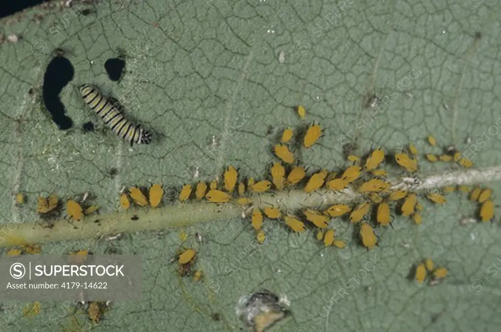 Monarch Butterfly Larva (Danaus plexippus) and Milkweed Aphids, NJ