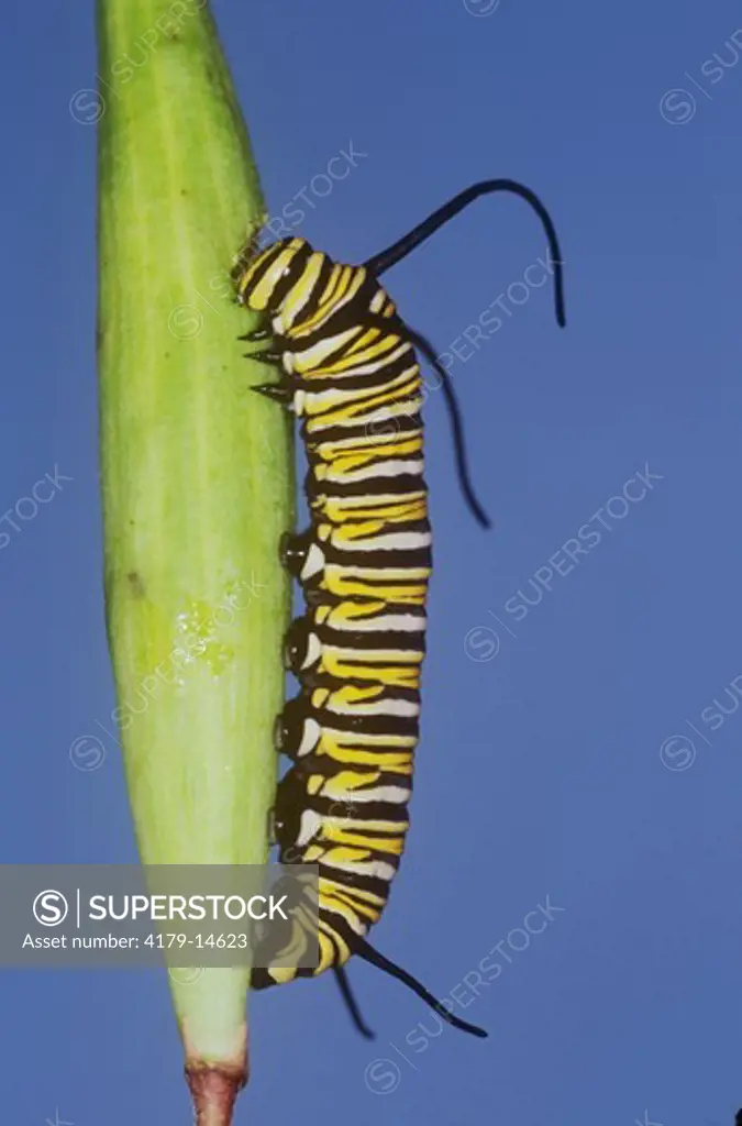 Monarch BF Caterpillar eating Swamp Milkweed Seedpod, New Jersey (Danaus plexippus)