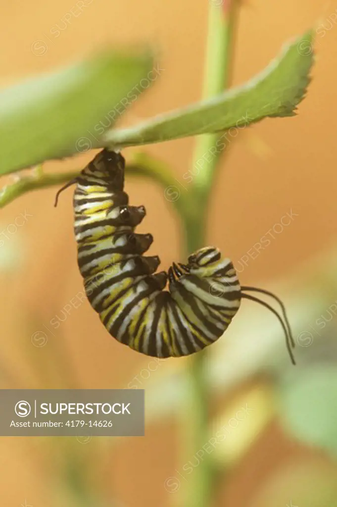 Monarch Caterpillar (Danaus plexippus) ready to Pupate, Bakersfield, CA