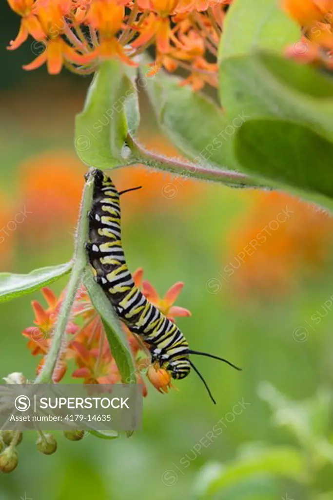 Monarch Caterpillar  on butterflyweed (Asclepias tuberosa) PA, Philadelphia, Schuylkill Center
