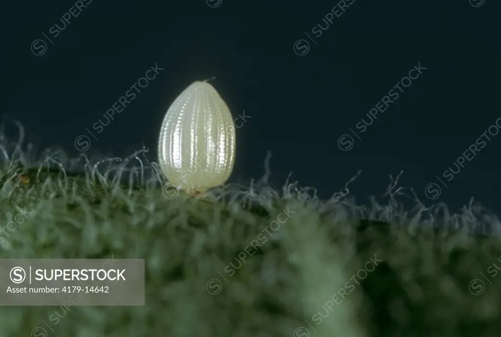 Monarch Egg on Common Milkweed (Danaus plexippus) NJ
