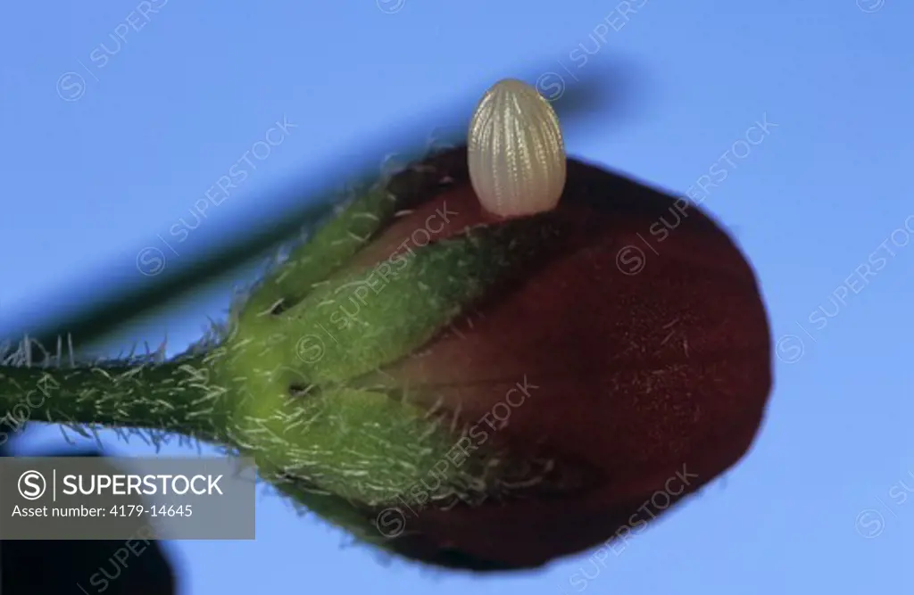 Monarch Egg on tropical Milkweed Bud, New Jersey (Danaus plexippus & Asclepias curassavica)