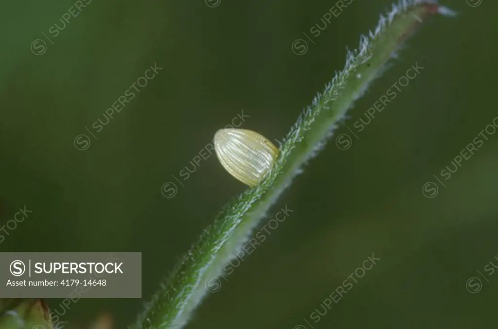 Monarch Butterfly Egg, 4X (Danasu plexippus) on Milkweed, New Orleans, Louisiana