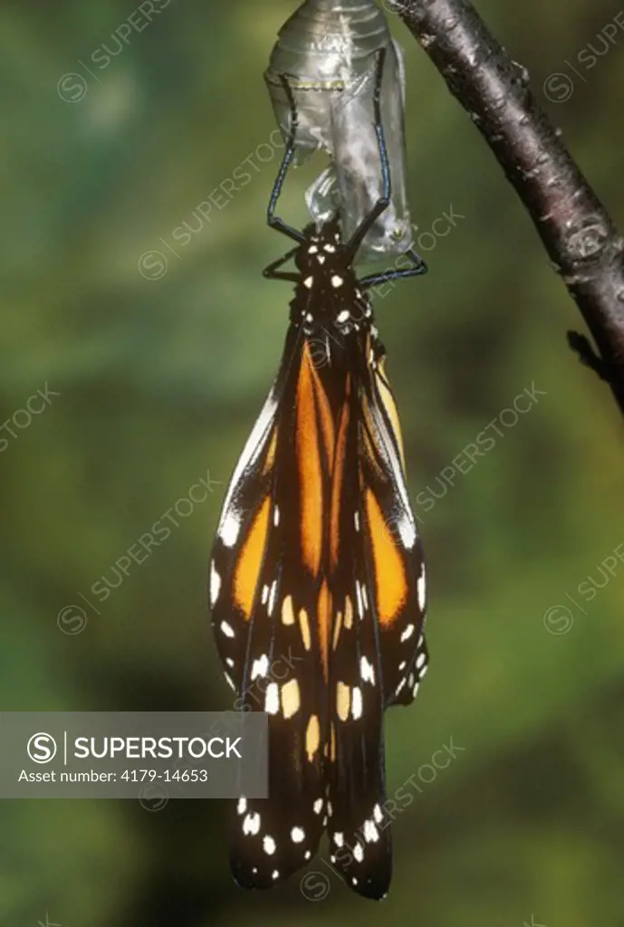 Monarch Butterfly Emerging  Sequence #4 of 6 (Danaus plexippus)  Michigan