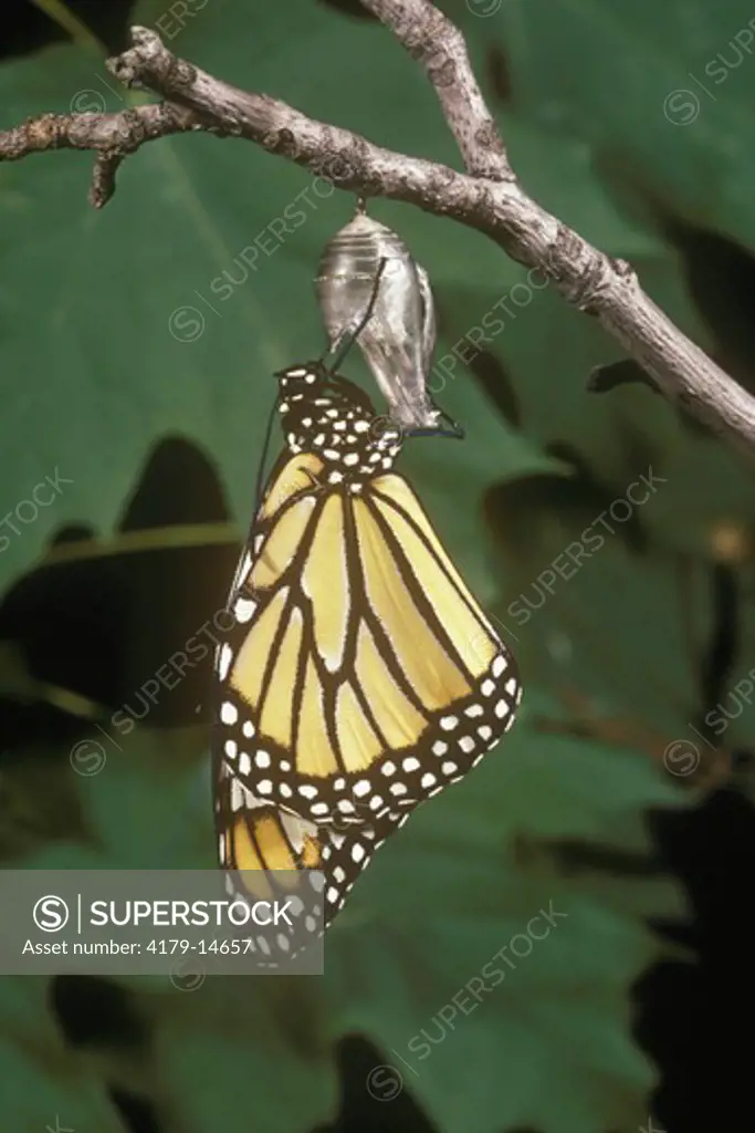 Monarch Butterfly Emerging (Danaus plexippus) New Jersey