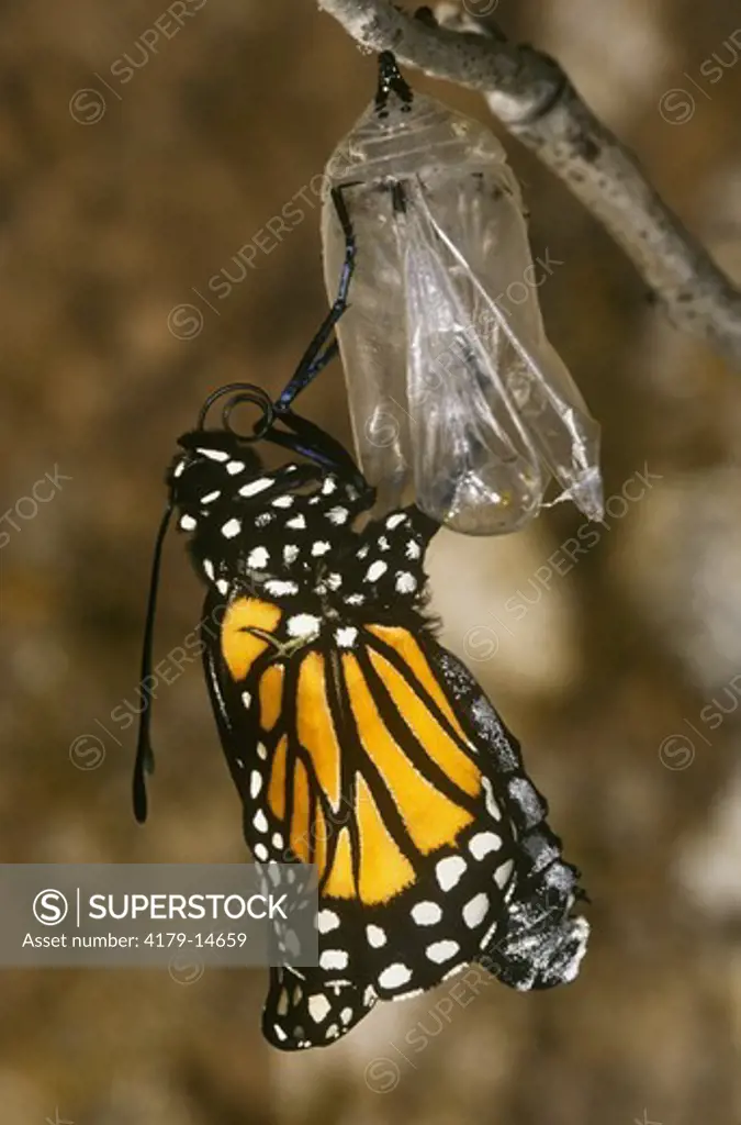 Hatching Monarch Butterfly, opening Wings (Danaus plexippus)