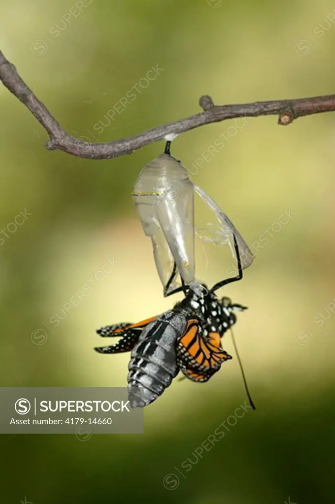 Monarch (Danaus plexippus); summer; Wisconsin; prarie; Butterfly emerging from clear chrysalis hanging from branch against green bkgrd.