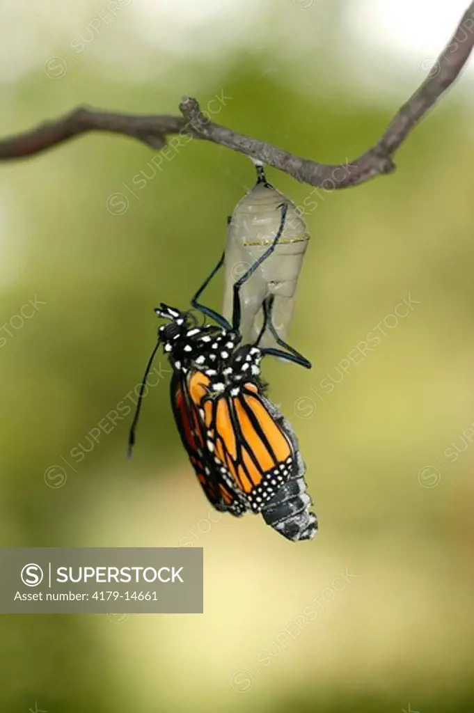 Monarch (Danaus plexippus); summer; Wisconsin; prairie; Newly emerged butterfly beginning to unfold wings; hanging upside down from clear chrysalis shell on branch; green foiliage bkgrd.
