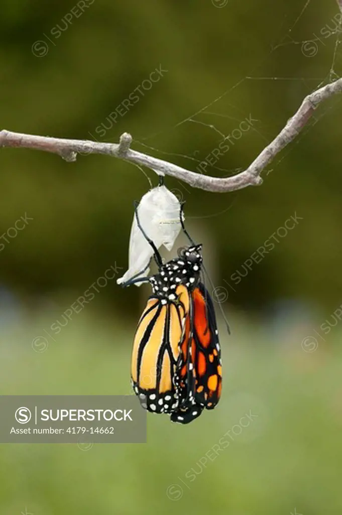 Monarch (Danaus plexippus); summer; Wisconsin; prairie; Newly emerged butterfly beginning to unfold wings; hanging upside down from clear chrysalis shell on branch; green foliage bkgrd.