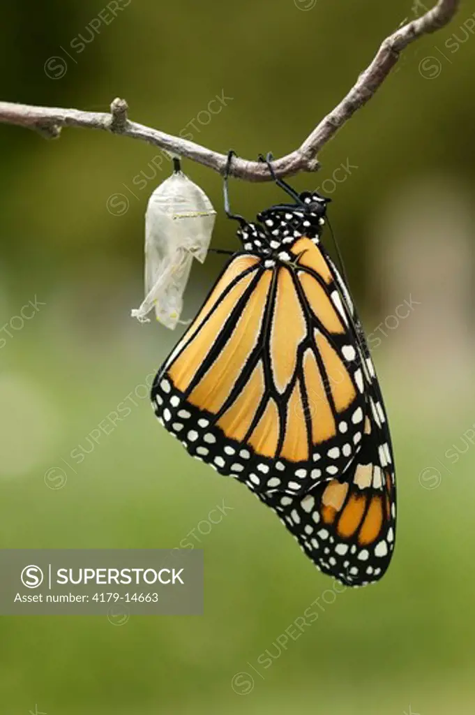 Monarch (Danaus plexippus); summer; Wisconsin; prairie; Newly emerged butterfly drying wings; hanging upside down from clear chrysalis shell on branch; green foliage bkgrd.
