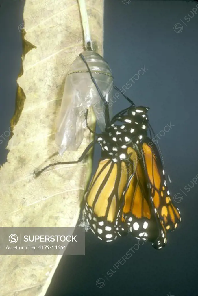 Monarch Butterfly emerging (Danaus plexippus) female Somerset, NJ