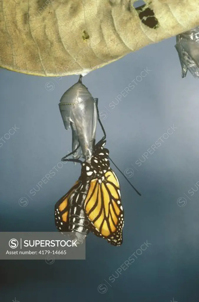 Monarch Butterfly (Danaus plexippus) Newly Hatched/Somerset, New Jersey