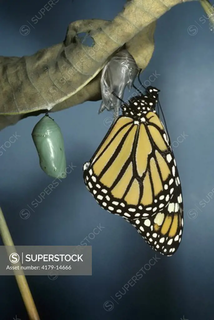 Monarch Butterfly & Pupa (Danaus plexippus) Newly Hatched, Somerset, NJ
