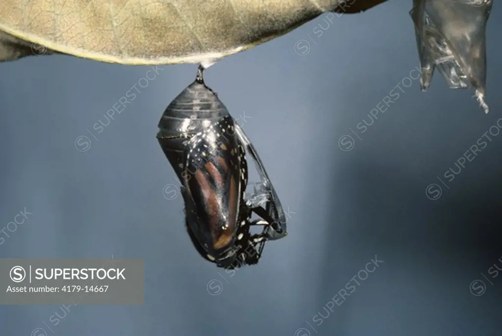 Monarch Butterfly Female (Danaus plexippus)  Hatching - 2, Somerset, NJ