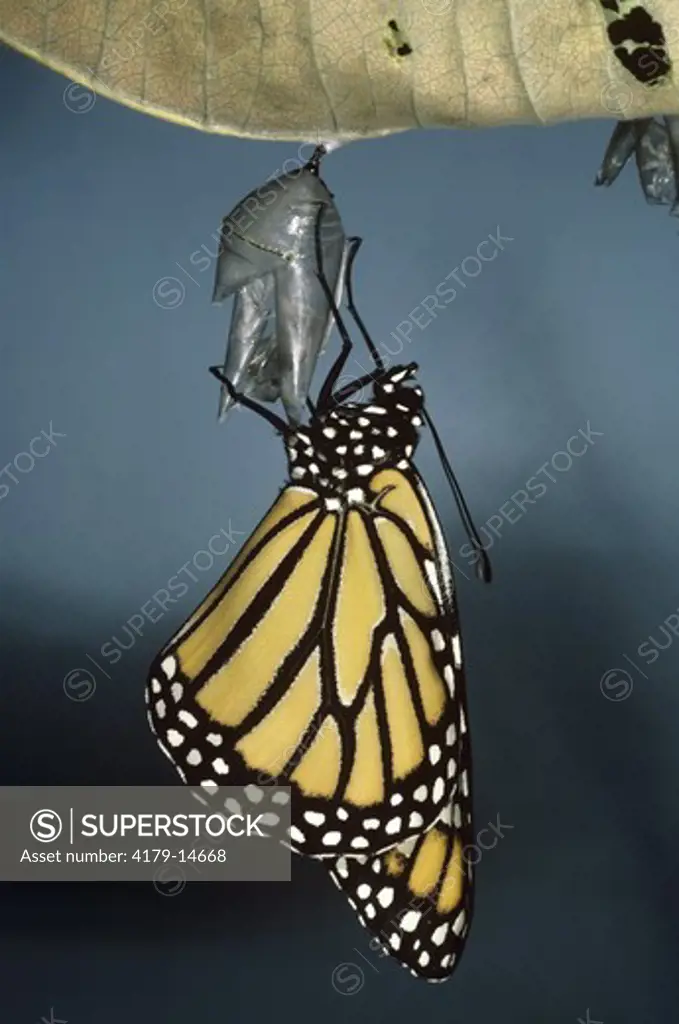 Monarch Butterfly  (Danaus plexippus) Newly Hatched - Somerset, NJ