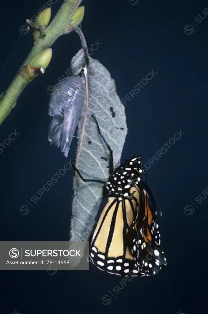 Monarch Butterfly #9 (Danaus plexippus) Newly Hatched - Somerset, NJ