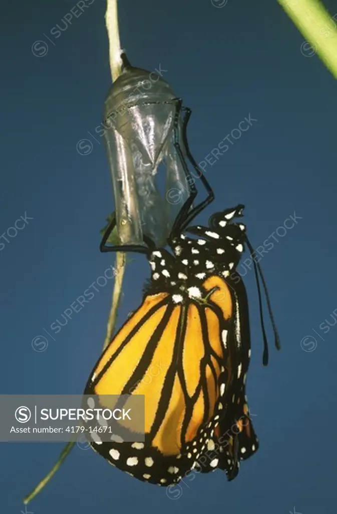 Monarch Butterfly newly hatched on pupal Case fem. (Danaus plexippus) New Jersey