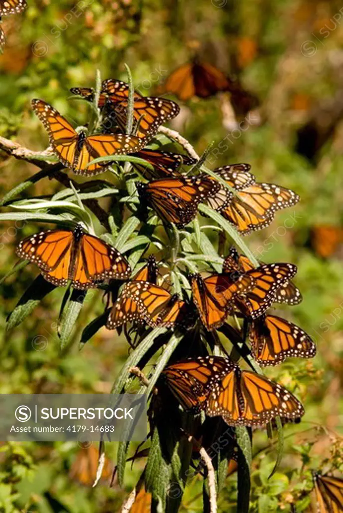 Monarch Butterflies (Danaus plexippus) , El Rosario Butterfly Reserve, Michoacan , Mexico