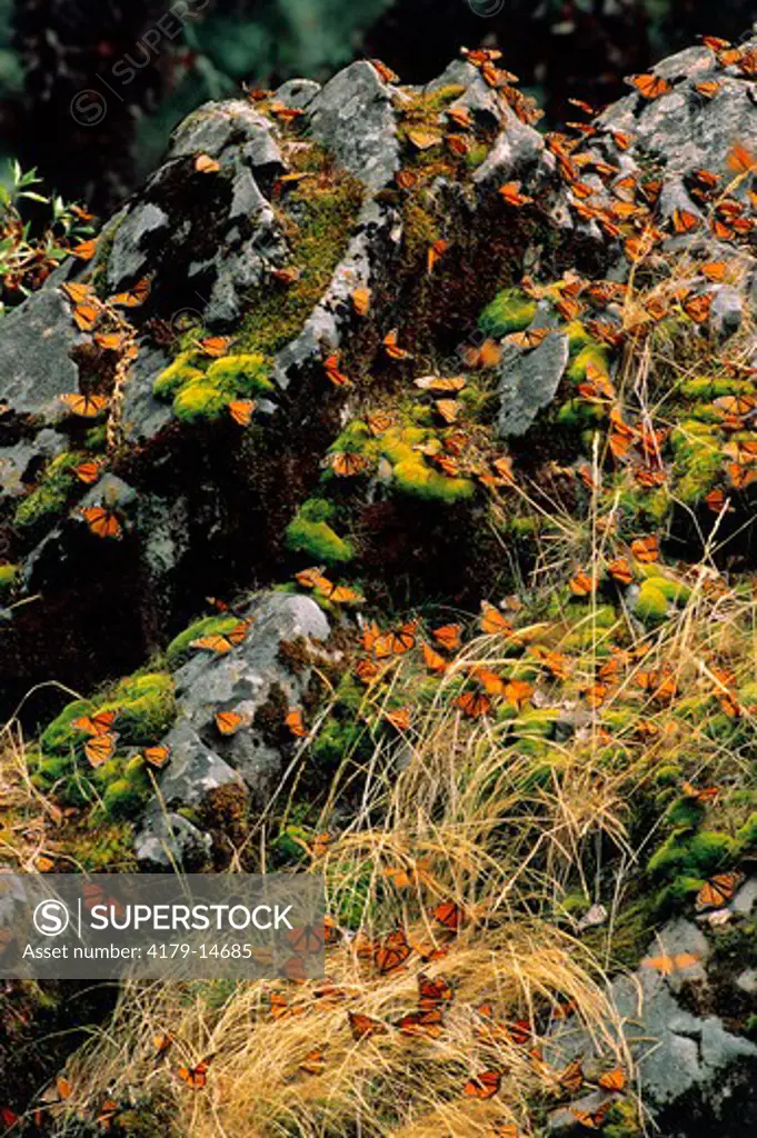 Monarch Butterflies (Danaus plexippus) on moss covered rocks. These butterflies migrate to mountains of Michoacan, Mexico to spend winter.  Monarchs are in the family of Milkweed butterflies.  Sierra Chincua Monarch Sanctuary, near Angangueo, Mexico.