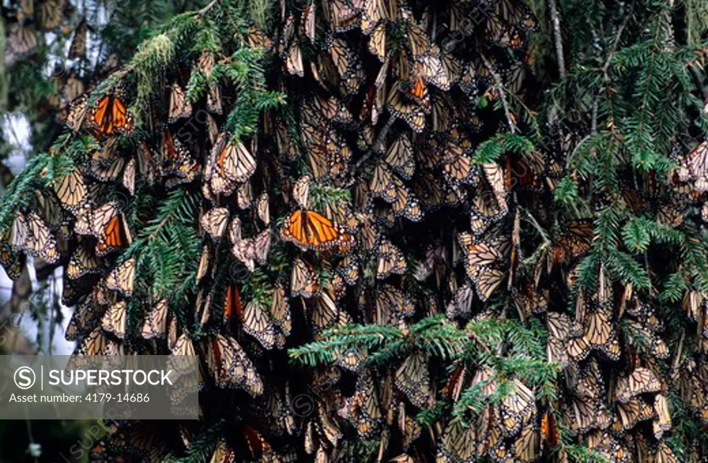 Monarch Butterflies (Danaus plexippus) winter on Oyamel Fir tree.  Michoacan, Mexico.  Sierra Chincua Monarch Sanctuary.