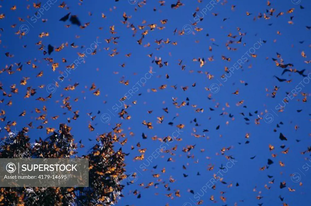 Monarch Butterflies (Danaus plexippus), El Rosario Sanctuary, Michoacan, Mexico
