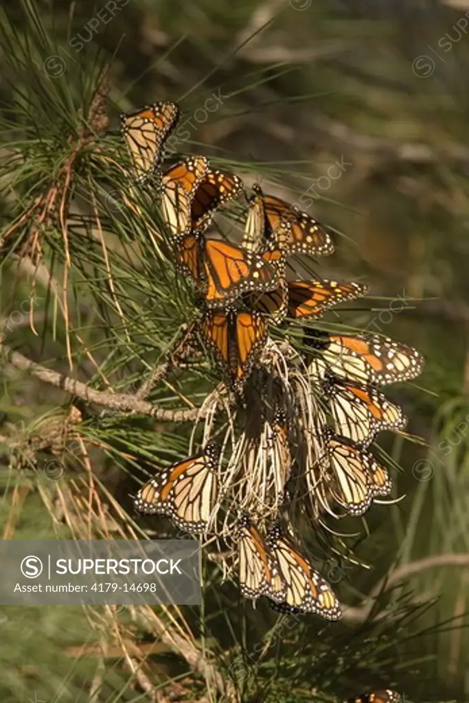 Monarch Butterfly (Danaus plexippus) Pismo Beach, CA 2007 Digital capture