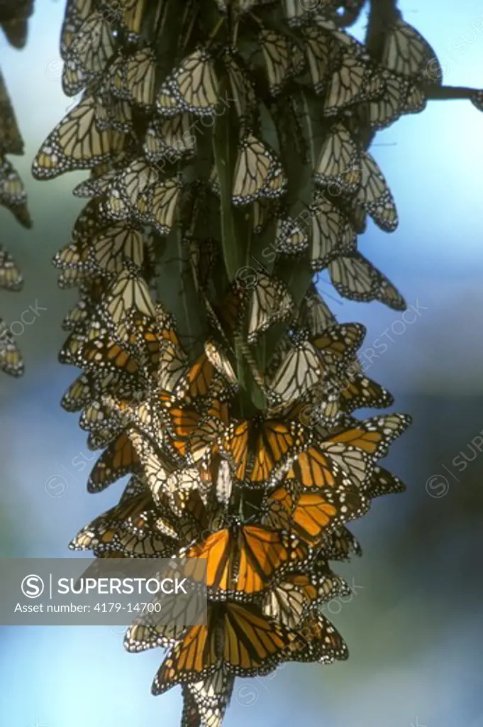 Monarch Butterfly (Danaus plexxipus) stir as day warms San Luis Obispo Co., CA