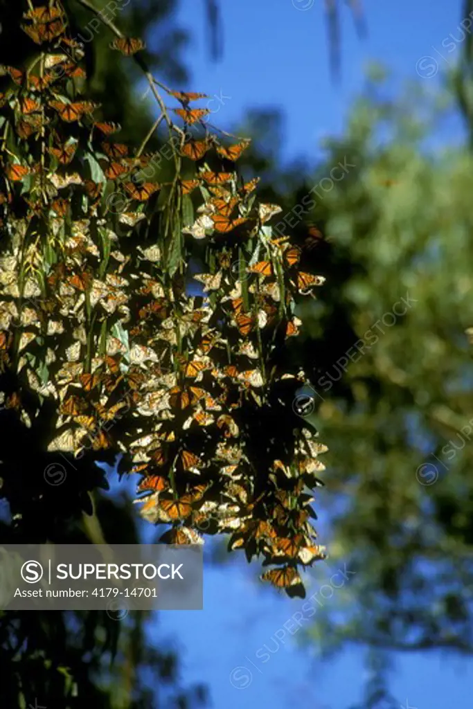 Monarch Butterfly (Danaus plexippus) clustering, San Luis Obispo Co., CA