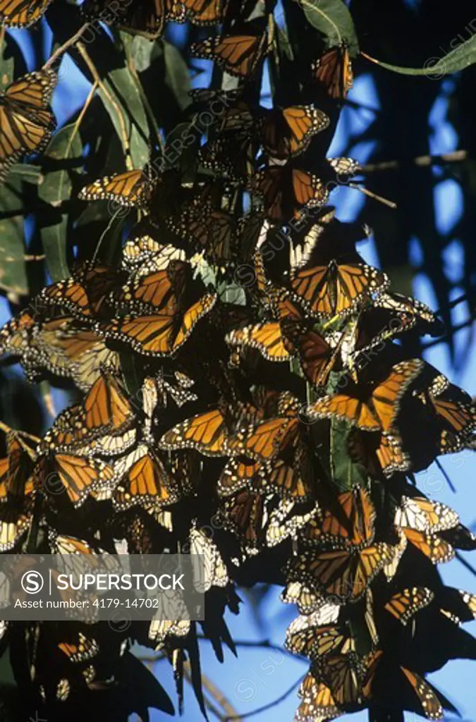 Monarch Butterfly (Danaus plexippus) clustering, San Luis Obispo Co., CA