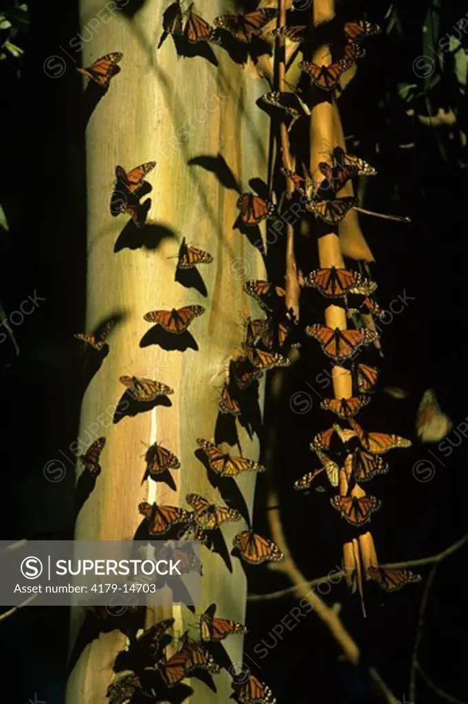 Monarch Butterfly (Danaus plexippus) San Luis Obispo Co., CA, sun on Eucalyptus