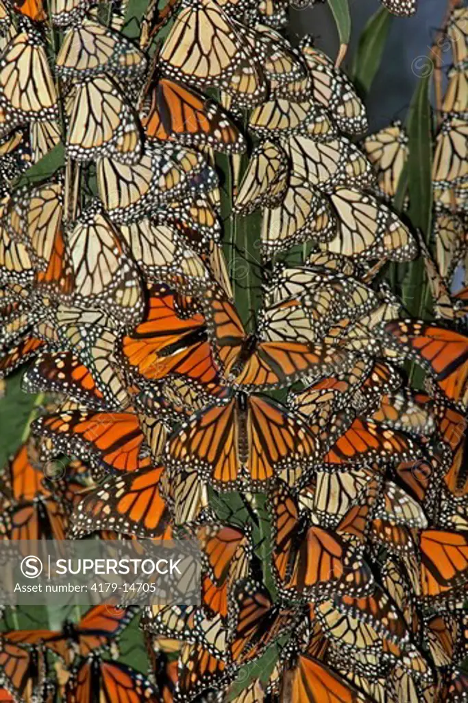 Monarch butterflies (Danaus plexippus) clustering for warmth on eucalyptus trees, Pismo Beach, CA