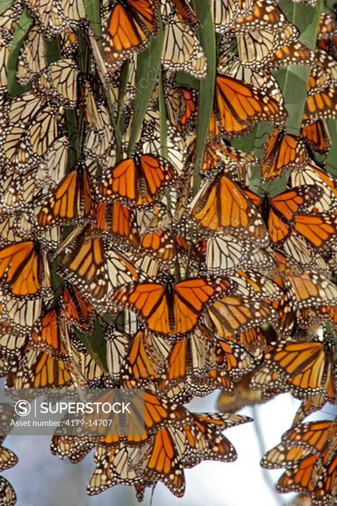 Monarch butterflies (Danaus plexippus) clustering on eucalyptus trees at a winter roost, Pismo Beach, CA