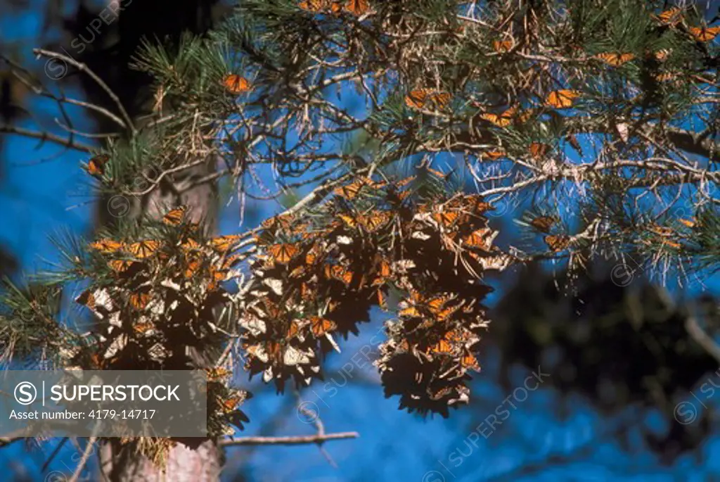 Monarch Butterflies  (Danaus plexippus) Overwintering/CA, California