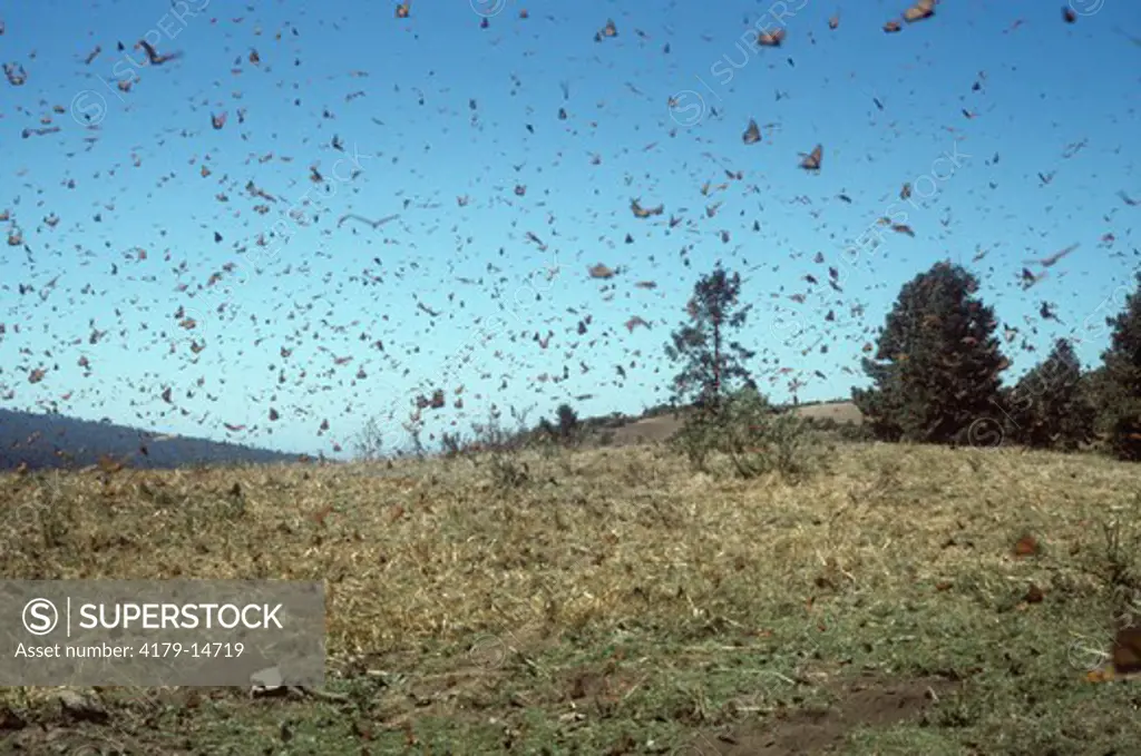 Monarchs, Flight over Meadow (Danaus plexippus) Rosario Winter Site, Michoacan, Mex.