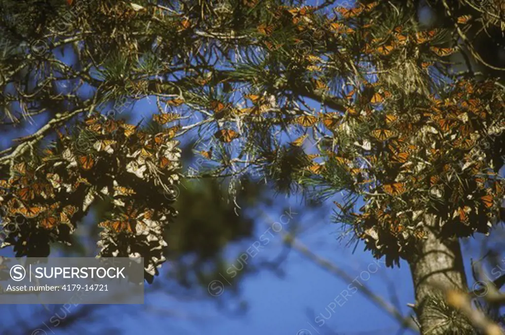 Monarch Butterflies (Danaus plexippus) on Monterey Pine , Pacific Grove, CA/Overwinter