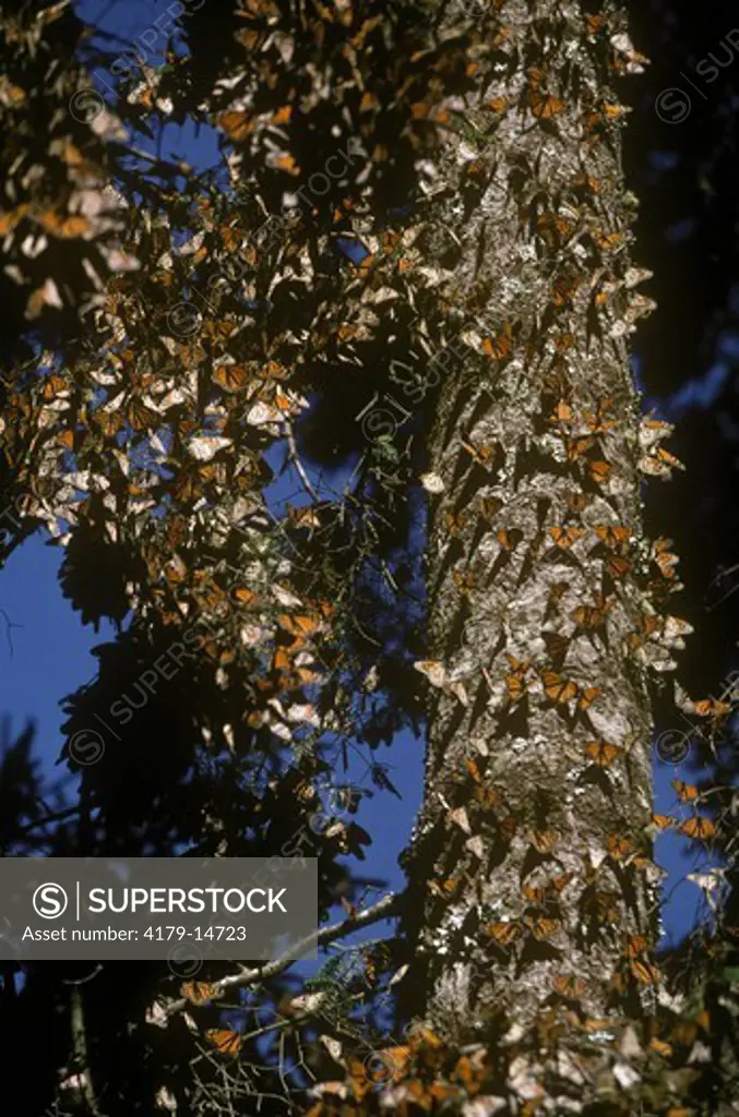 Monarch Butterflies, annual Gathering at El Rosario near Zitacuaro, Mexico