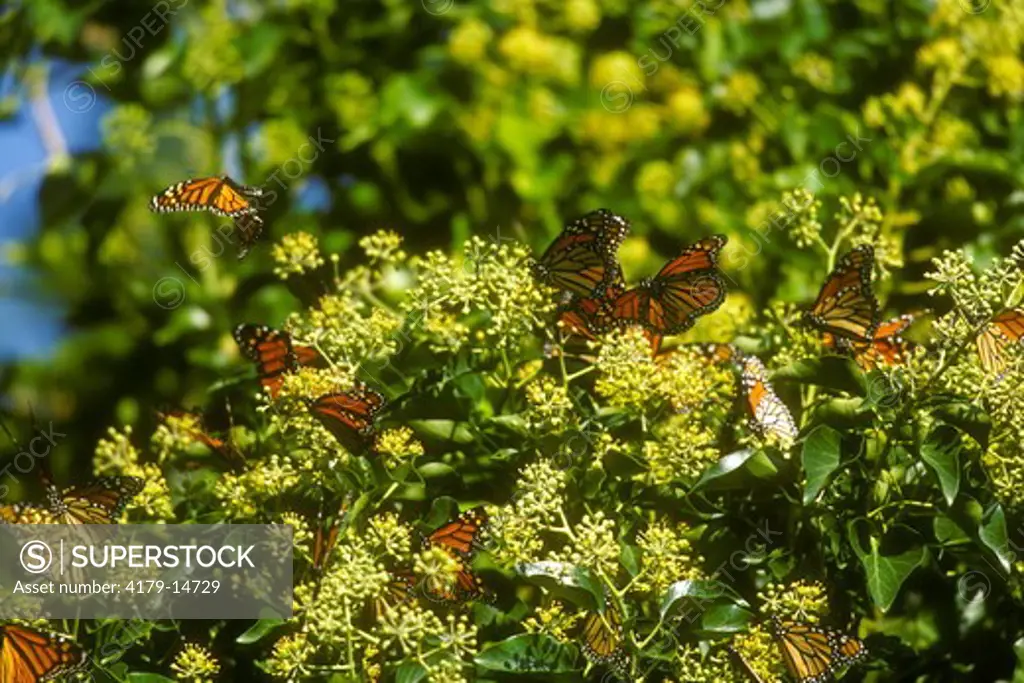 Monarchs (Danaus plexippus) nectaring Seaside Goldenrod Stone Harbor, NJ