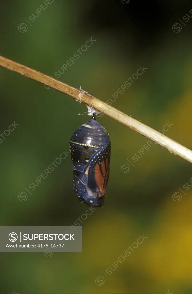 Monarch (Danaus plexippus) pupa/chrysalis  before emergence Marion Co. IL