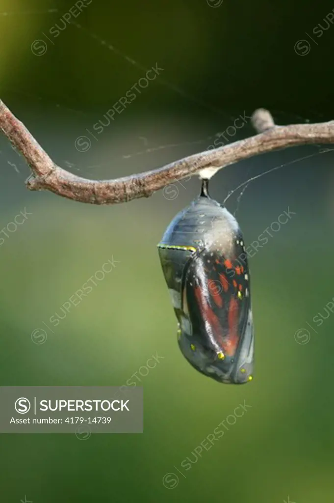 Monarch (Danaus plexippus); summer; Wisconsin; prarie; Wings of pre-emergent butterfly visible through clear shell of chrysalis hanging from branch against green bkgrd.