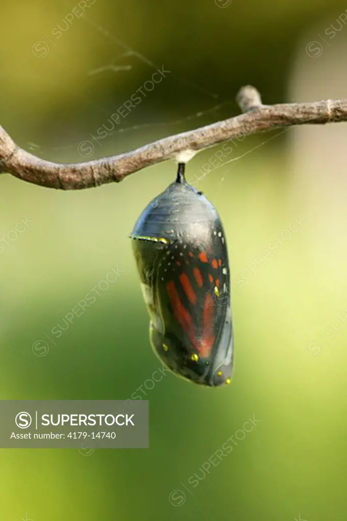 Monarch (Danaus plexippus); summer; Wisconsin; prairie; Wings of pre-emergent butterfly visible through clear shell of chrysalis hanging from branch against green bkgrd.