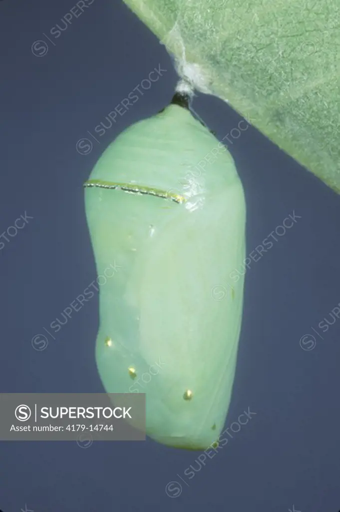 Monarch Pupa (Danaus plexippus), NJ