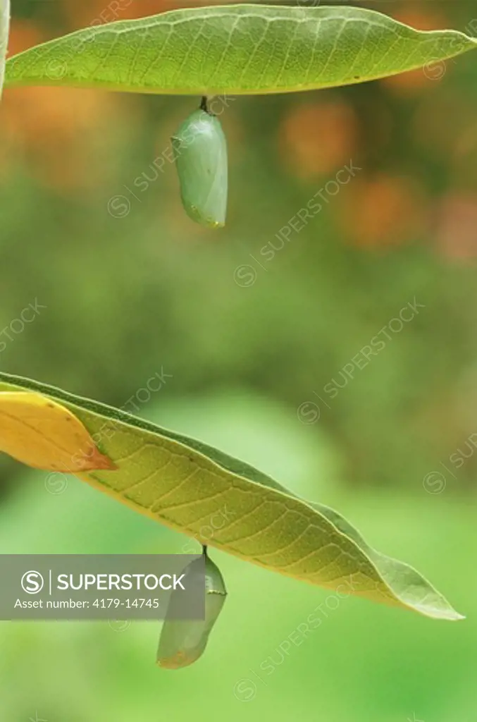 Monarch Pupae (Danaus plexippus) on Common Milkweed, New Jersey