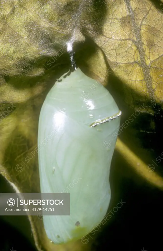 Monarch Butterfly Pupa (Danaus plexippus)