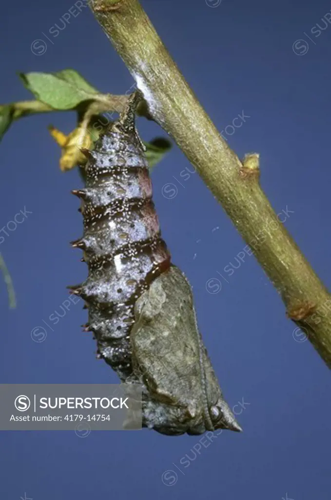 Mourning Cloak Pupa (Nymphalis antiopa), newly formed, NJ