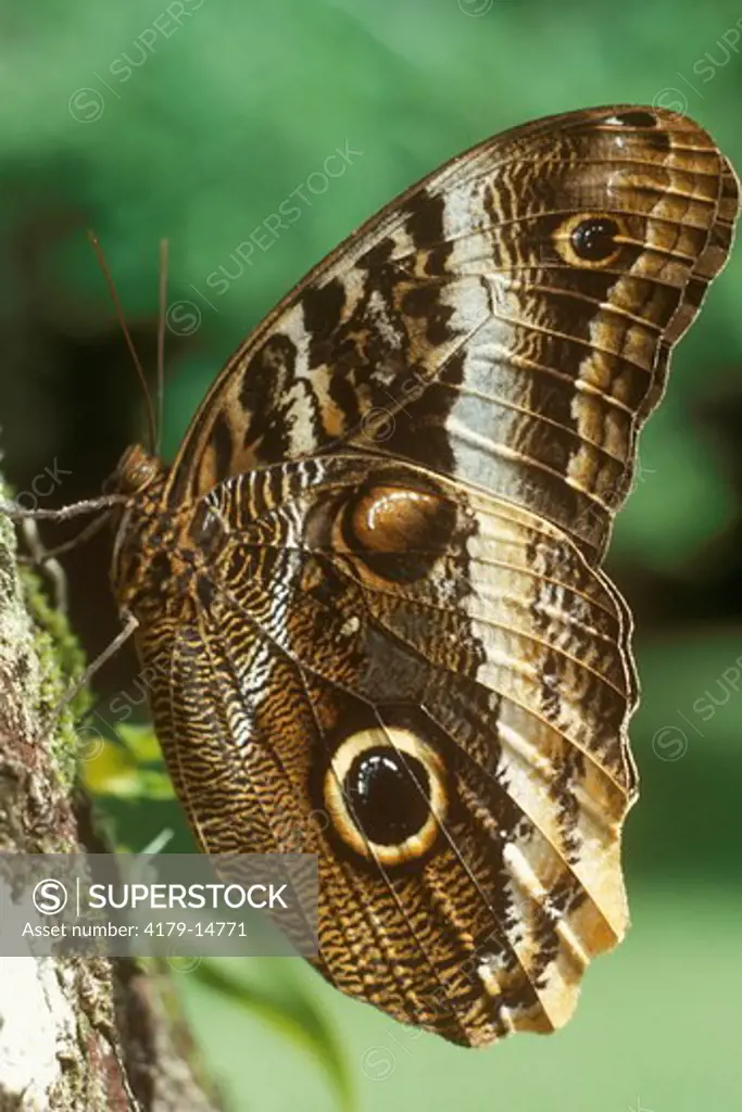 Morpho Butterfly (Morpho sp.) Costa Rica